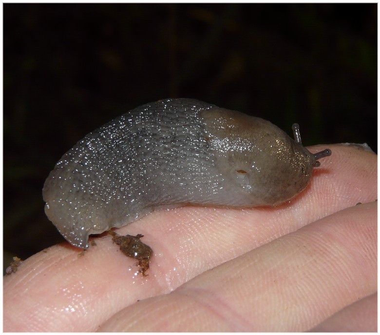 Alcuni Limax millepunctatus dal Gargano (FG)